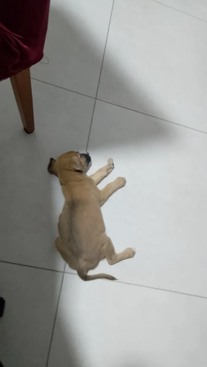 Cachorro raça SRD-ViraLata idade Abaixo de 2 meses nome RALINE 