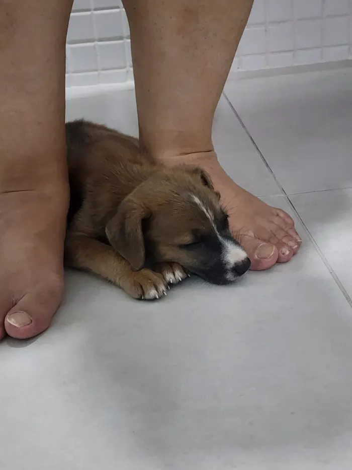 Cachorro raça SRD-ViraLata idade Abaixo de 2 meses nome RALINE 