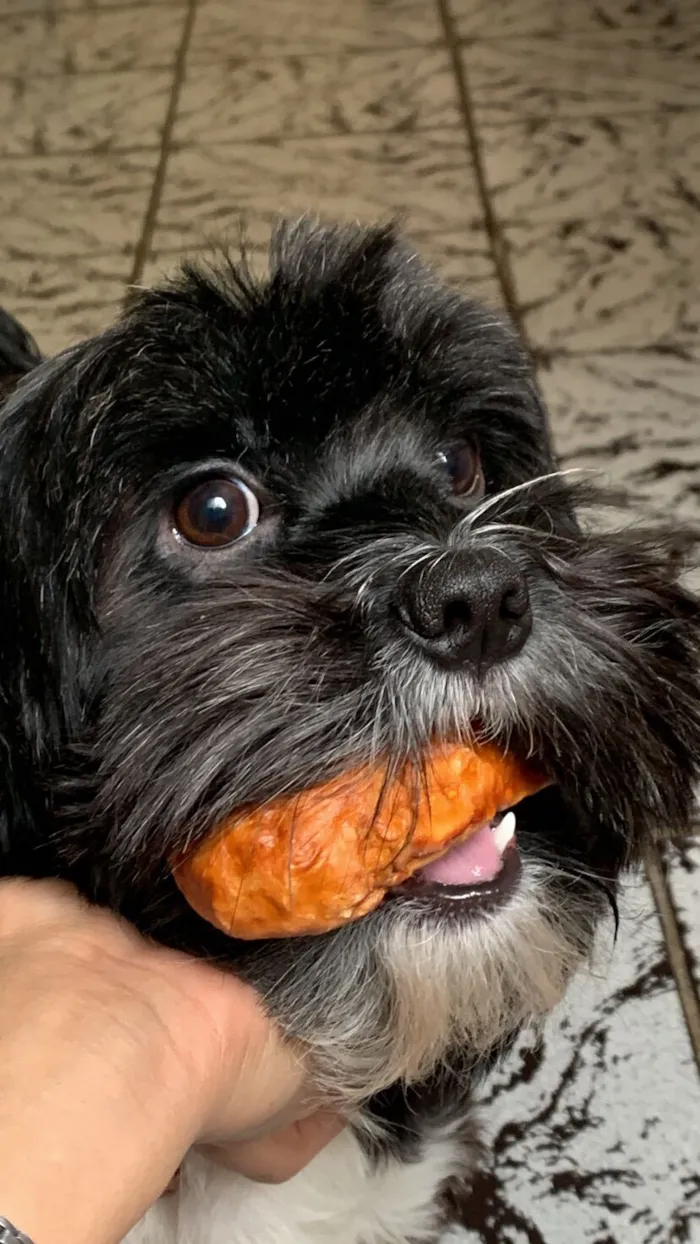 Cachorro raça Shitzu idade 3 anos nome Paçoca 