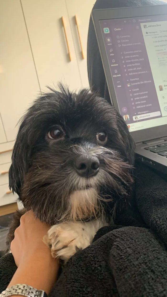 Cachorro raça Shitzu idade 3 anos nome Paçoca 