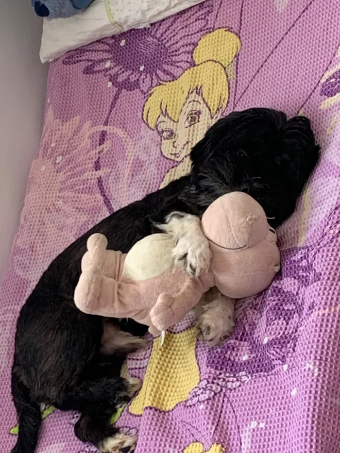 Cachorro raça Shitzu idade 3 anos nome Paçoca 