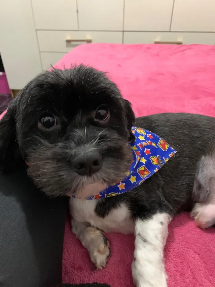 Cachorro raça Shitzu idade 3 anos nome Paçoca 