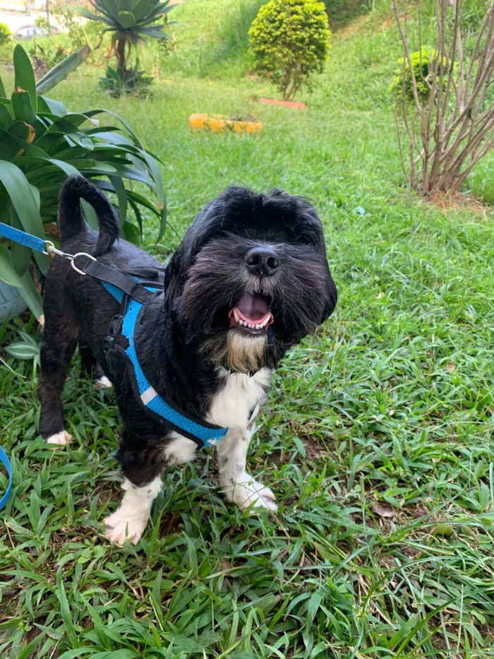 Cachorro raça Shitzu idade 3 anos nome Paçoca 