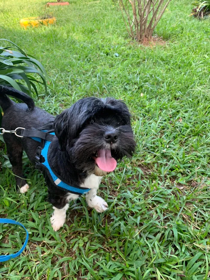 Cachorro raça Shitzu idade 3 anos nome Paçoca 