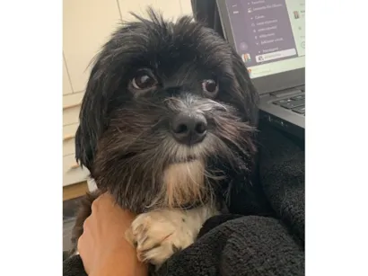 Cachorro raça Shitzu idade 3 anos nome Paçoca 