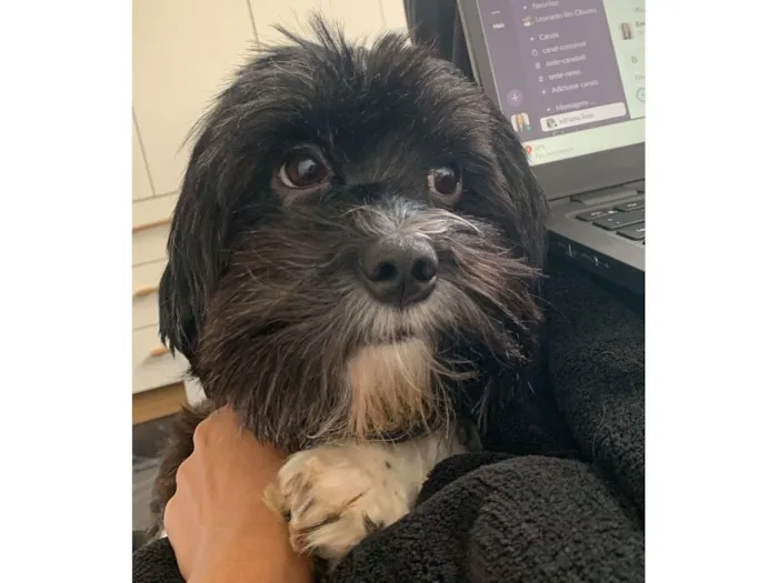 Cachorro raça Shitzu idade 3 anos nome Paçoca 