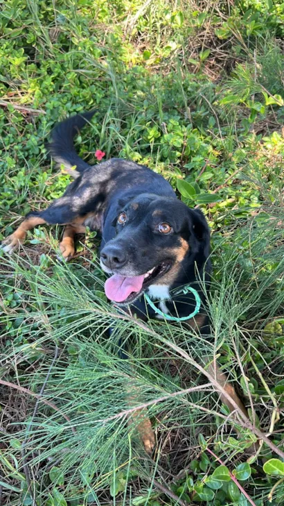 Cachorro raça SRD-ViraLata idade 1 ano nome filhotona