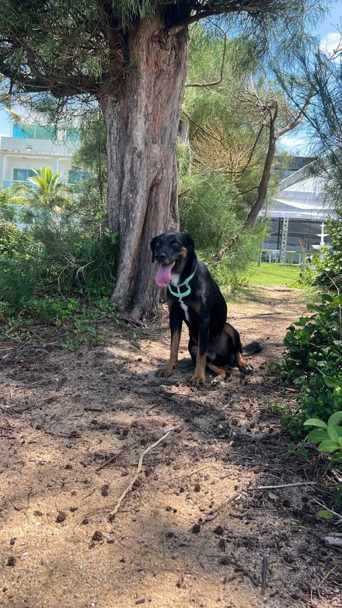 Cachorro raça SRD-ViraLata idade 1 ano nome filhotona
