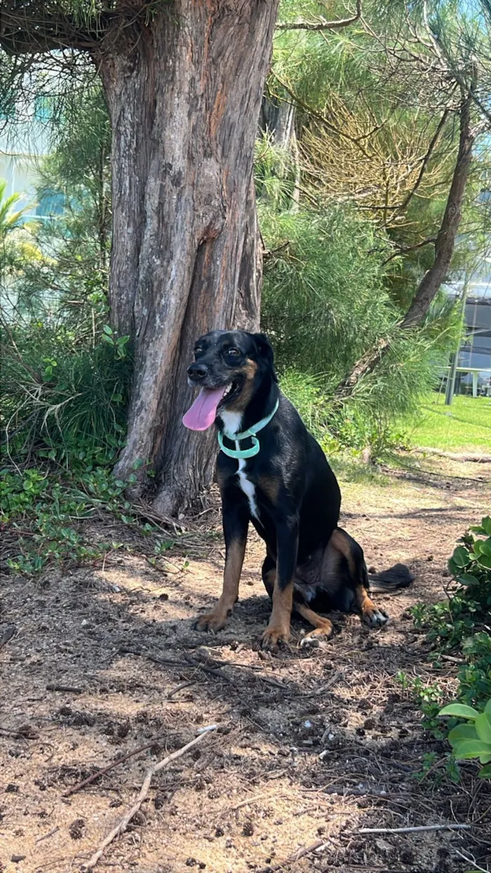 Cachorro raça SRD-ViraLata idade 1 ano nome filhotona