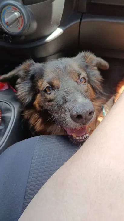 Cachorro raça Pastor Alemão idade 3 anos nome Leroy