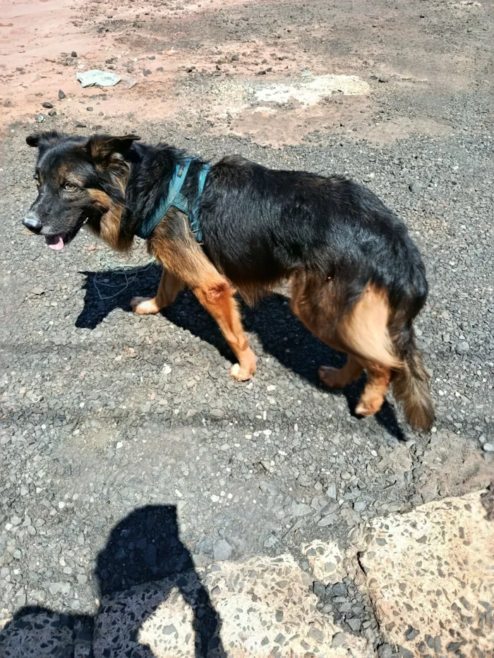 Cachorro raça Pastor Alemão idade 3 anos nome Leroy