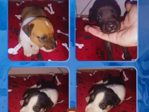 Cachorro raça SRD-ViraLata idade Abaixo de 2 meses nome Sem nomes