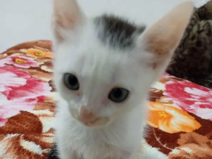 Gato raça SRD-ViraLata idade 2 a 6 meses nome sem nome 