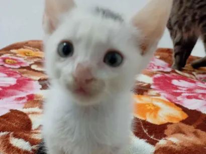 Gato raça SRD-ViraLata idade 2 a 6 meses nome sem nome 