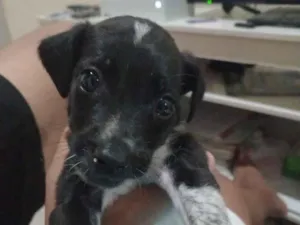 Cachorro raça SRD-ViraLata idade Abaixo de 2 meses nome mike