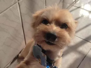 Cachorro raça SRD-ViraLata idade 6 ou mais anos nome Zico