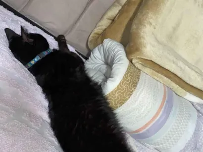 Gato raça SRD-ViraLata idade 6 ou mais anos nome HEITOR 