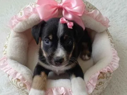 Cachorro raça Shitzu idade Abaixo de 2 meses nome Luana Peixoto