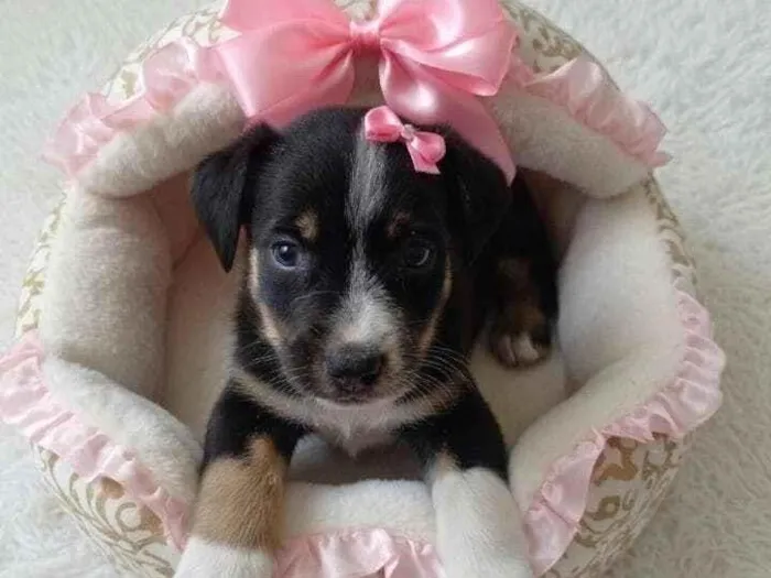 Cachorro raça Shitzu idade Abaixo de 2 meses nome Luana Peixoto