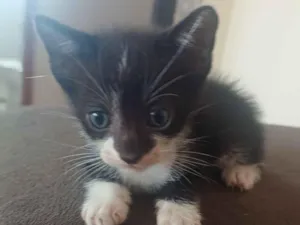 Gato raça SRD-ViraLata idade Abaixo de 2 meses nome sem nome