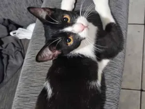 Gato raça SRD-ViraLata idade 2 a 6 meses nome Ozzy