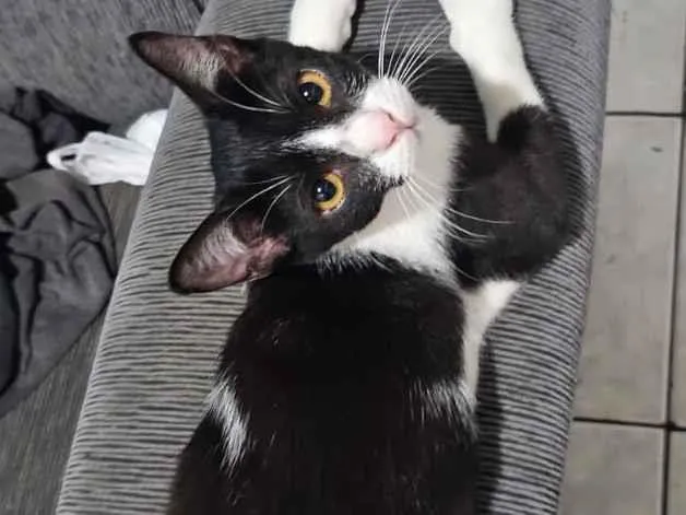 Gato raça SRD-ViraLata idade 2 a 6 meses nome Ozzy