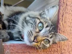 Gato raça SRD-ViraLata idade 1 ano nome kiwi