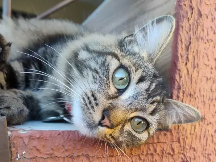 Gato raça SRD-ViraLata idade 1 ano nome kiwi