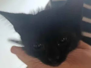 Gato raça SRD-ViraLata idade Abaixo de 2 meses nome pequena 