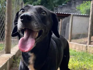Cachorro raça SRD-ViraLata idade 2 anos nome Pretinha