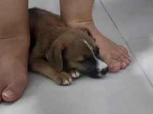 Cachorro raça SRD-ViraLata idade Abaixo de 2 meses nome RALINE 