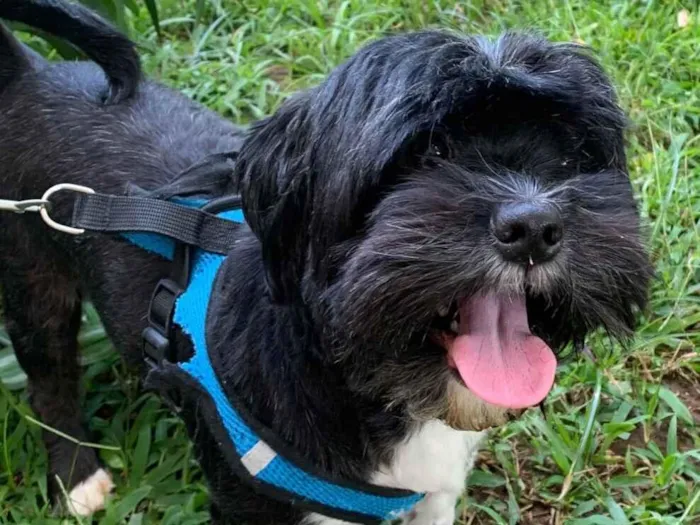 Cachorro raça Shitzu idade 3 anos nome Paçoca 
