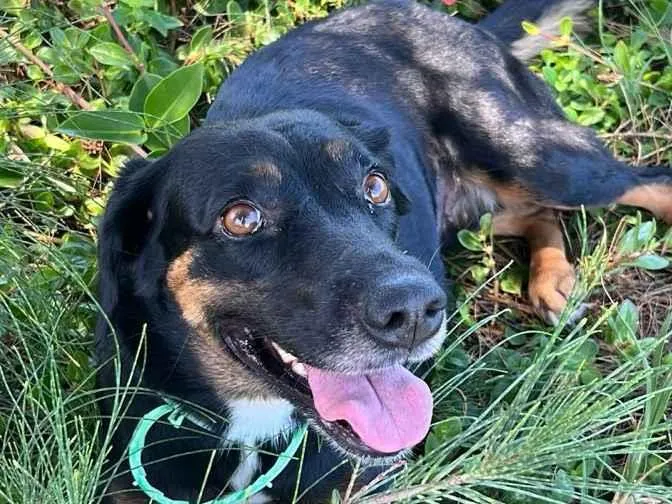 Cachorro raça SRD-ViraLata idade 1 ano nome filhotona