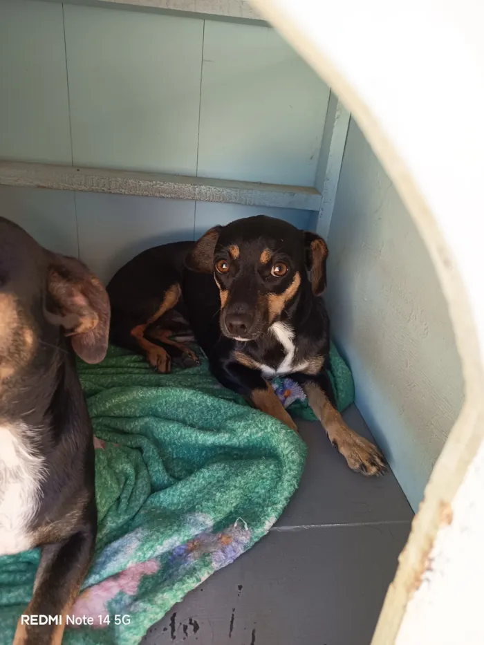 Cachorro raça SRD-ViraLata idade 2 a 6 meses nome Meg