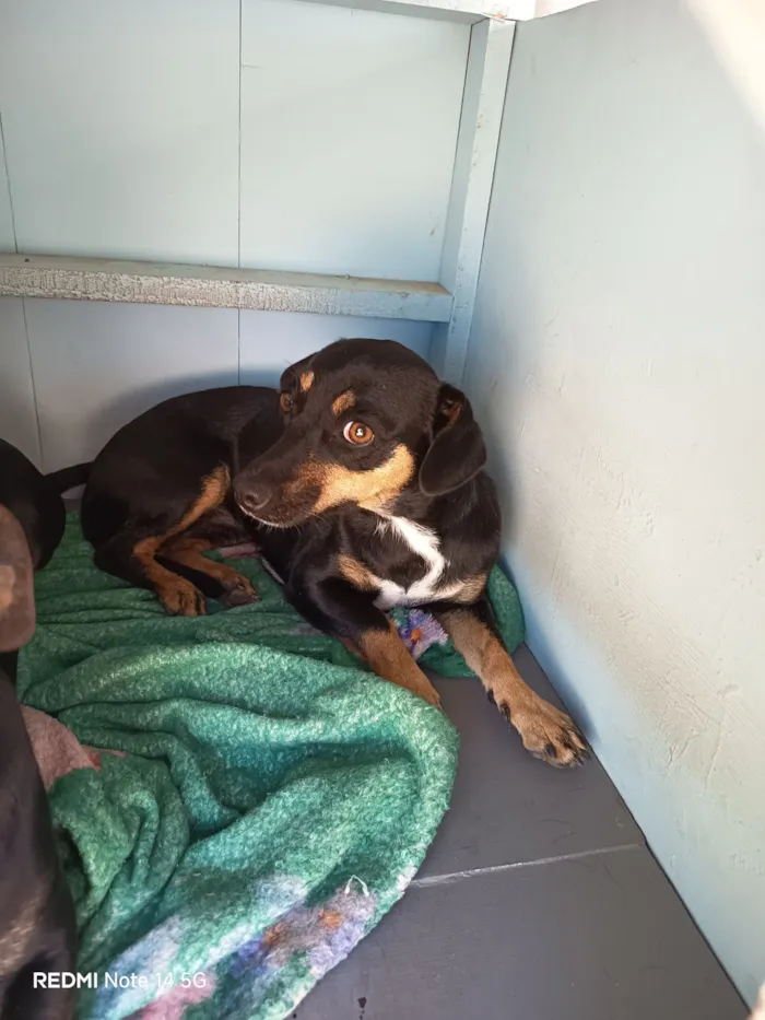 Cachorro raça SRD-ViraLata idade 2 a 6 meses nome Meg