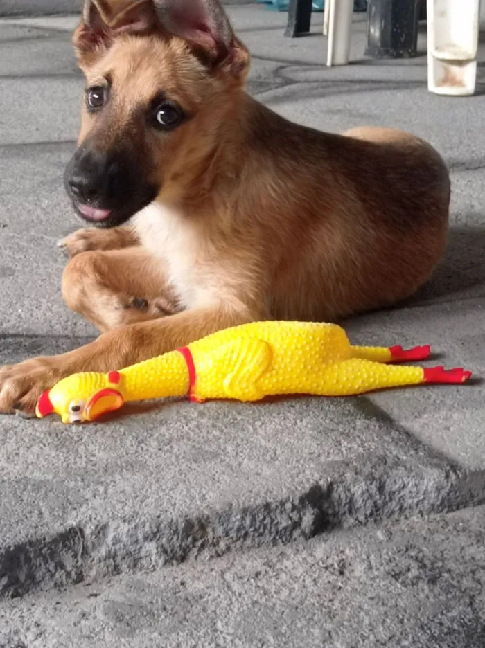 Cachorro raça SRD-ViraLata idade 2 a 6 meses nome  Mel