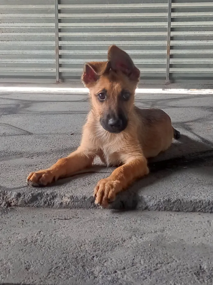 Cachorro raça SRD-ViraLata idade 2 a 6 meses nome  Mel