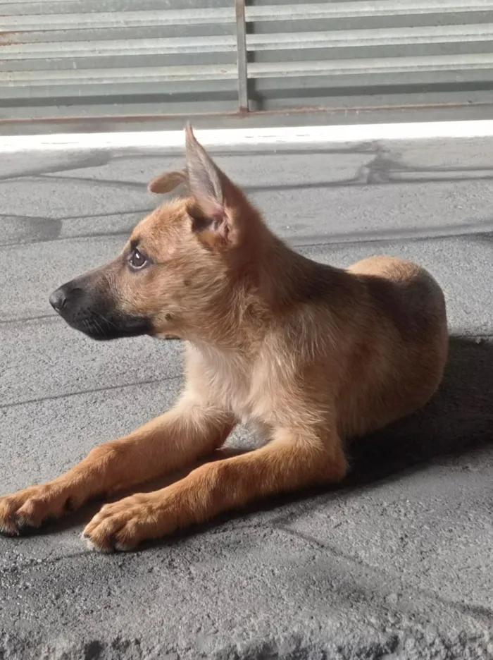 Cachorro raça SRD-ViraLata idade 2 a 6 meses nome  Mel