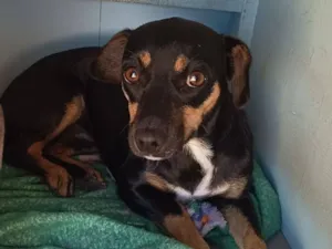 Cachorro raça SRD-ViraLata idade 2 a 6 meses nome Meg