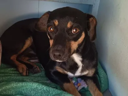 Cachorro raça SRD-ViraLata idade 2 a 6 meses nome Meg