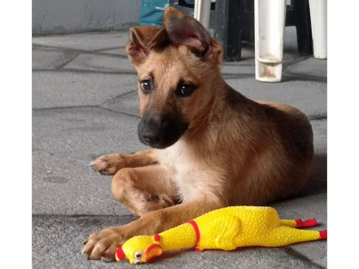 Cachorro raça SRD-ViraLata idade 2 a 6 meses nome  Mel