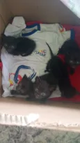5 gatinhos 