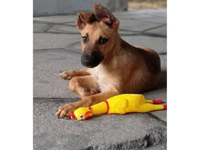Cachorro raça SRD-ViraLata idade 2 a 6 meses nome  Mel