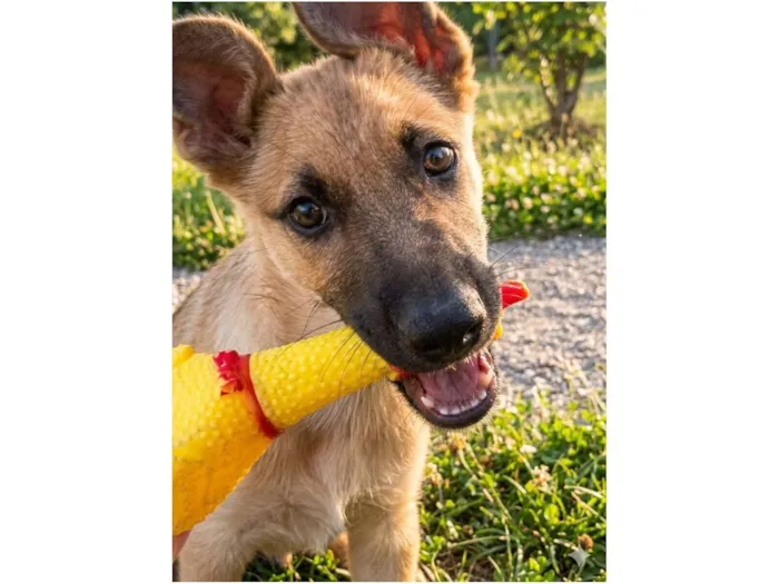 Cachorro raça SRD-ViraLata idade 2 a 6 meses nome  Mel