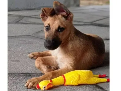 Cachorro raça Pastor Alemão idade 2 a 6 meses nome  Mel