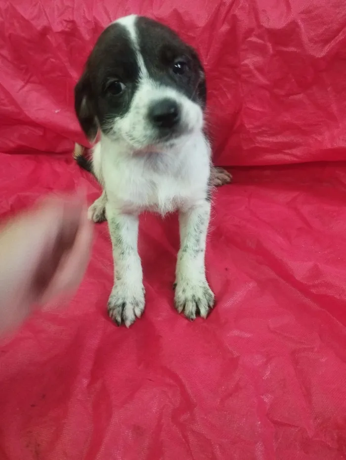 Cachorro raça SRD-ViraLata idade Abaixo de 2 meses nome Luna 