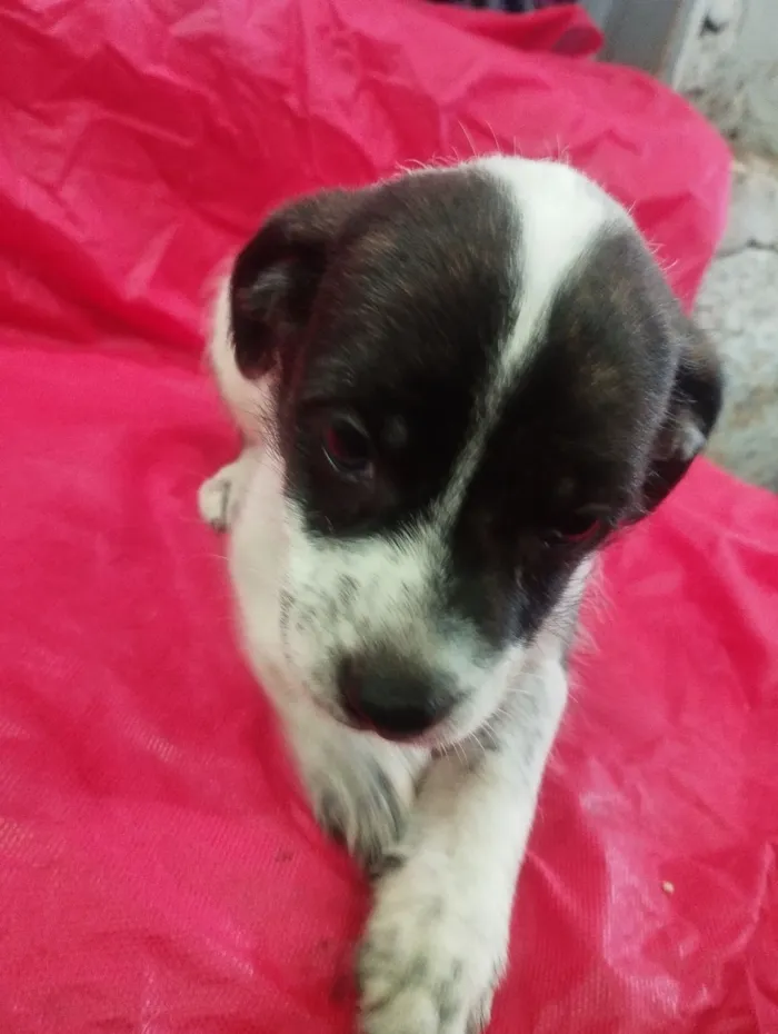 Cachorro raça SRD-ViraLata idade Abaixo de 2 meses nome Luna 