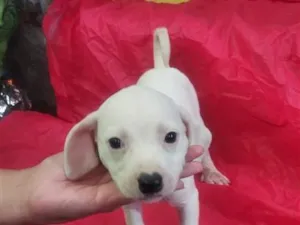 Cachorro raça SRD-ViraLata idade Abaixo de 2 meses nome Lola 