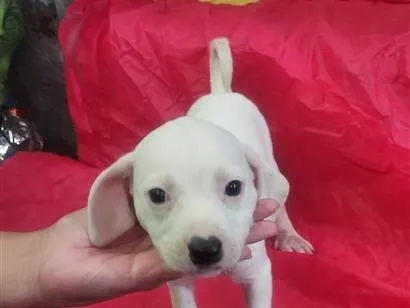 Cachorro raça SRD-ViraLata idade Abaixo de 2 meses nome Lola 