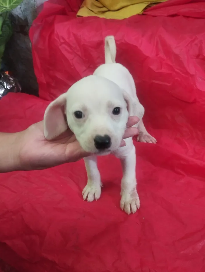 Cachorro raça SRD-ViraLata idade Abaixo de 2 meses nome Lola 